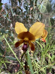 Diuris magnifica