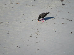 Haematopus fuliginosus