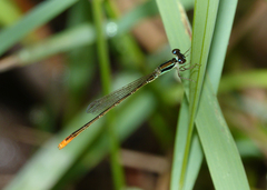 Agriocnemis dobsoni