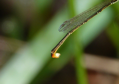 Agriocnemis dobsoni