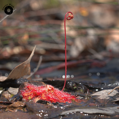 Drosera spatulata