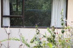 Rhipidura fuliginosa placabilis