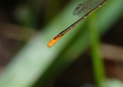 Agriocnemis dobsoni