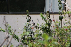 Rhipidura fuliginosa placabilis