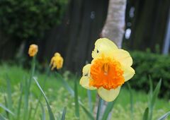 Narcissus