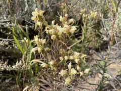 Linaria vulgaris