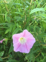 Calystegia hederacea