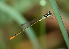 Agriocnemis dobsoni