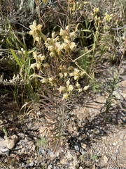 Linaria vulgaris