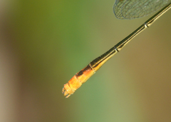 Agriocnemis dobsoni