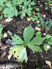 Geranium sylvaticum