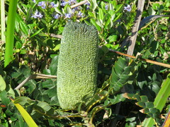Banksia grandis