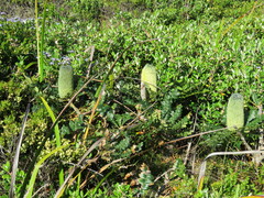 Banksia grandis