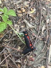 Huechys sanguinea