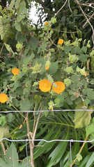 Abutilon grandifolium