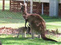 Macropus fuliginosus