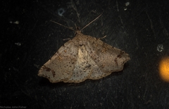 Lithilaria proestans