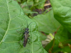 Tenthredo mitsuhashii