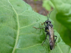 Tenthredo mitsuhashii