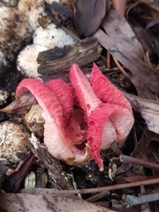 Clathrus archeri