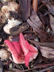 Clathrus archeri
