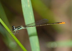 Agriocnemis dobsoni