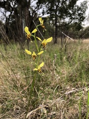 Diuris