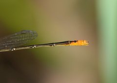 Agriocnemis dobsoni