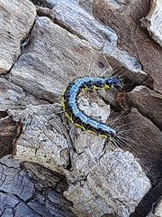 Uresiphita