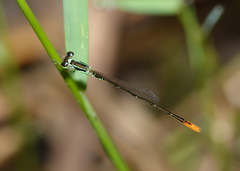 Agriocnemis dobsoni