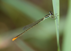 Agriocnemis dobsoni