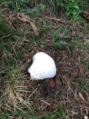 Lycoperdon utriforme