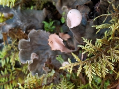 Peltigera