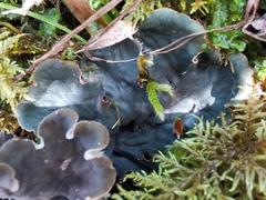 Peltigera