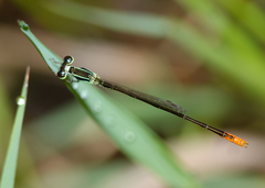 Agriocnemis dobsoni