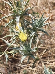 Carthamus lanatus