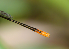 Agriocnemis dobsoni