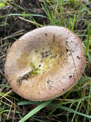 Russula decolorans