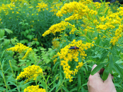 Stictoleptura canadensis