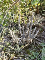 Quaqua mammillaris