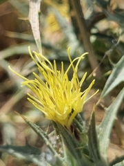 Carthamus lanatus