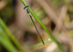 Agriocnemis dobsoni
