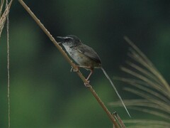 Prinia superciliaris