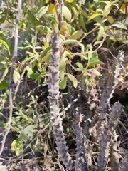 Quaqua mammillaris