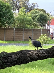 Numida meleagris coronatus