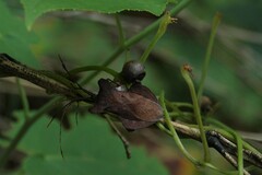 Dalader planiventris