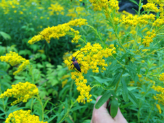 Stictoleptura canadensis
