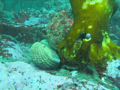 Concholepas concholepas