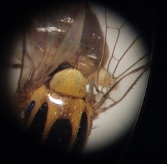 Thaumatomyia