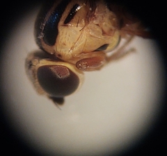 Thaumatomyia